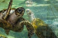 Huge Green Sea Turtles swimming in water. Royalty Free Stock Photo